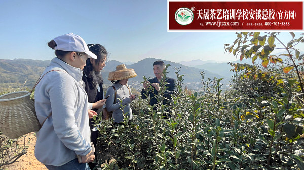 学茶道去哪里比较好